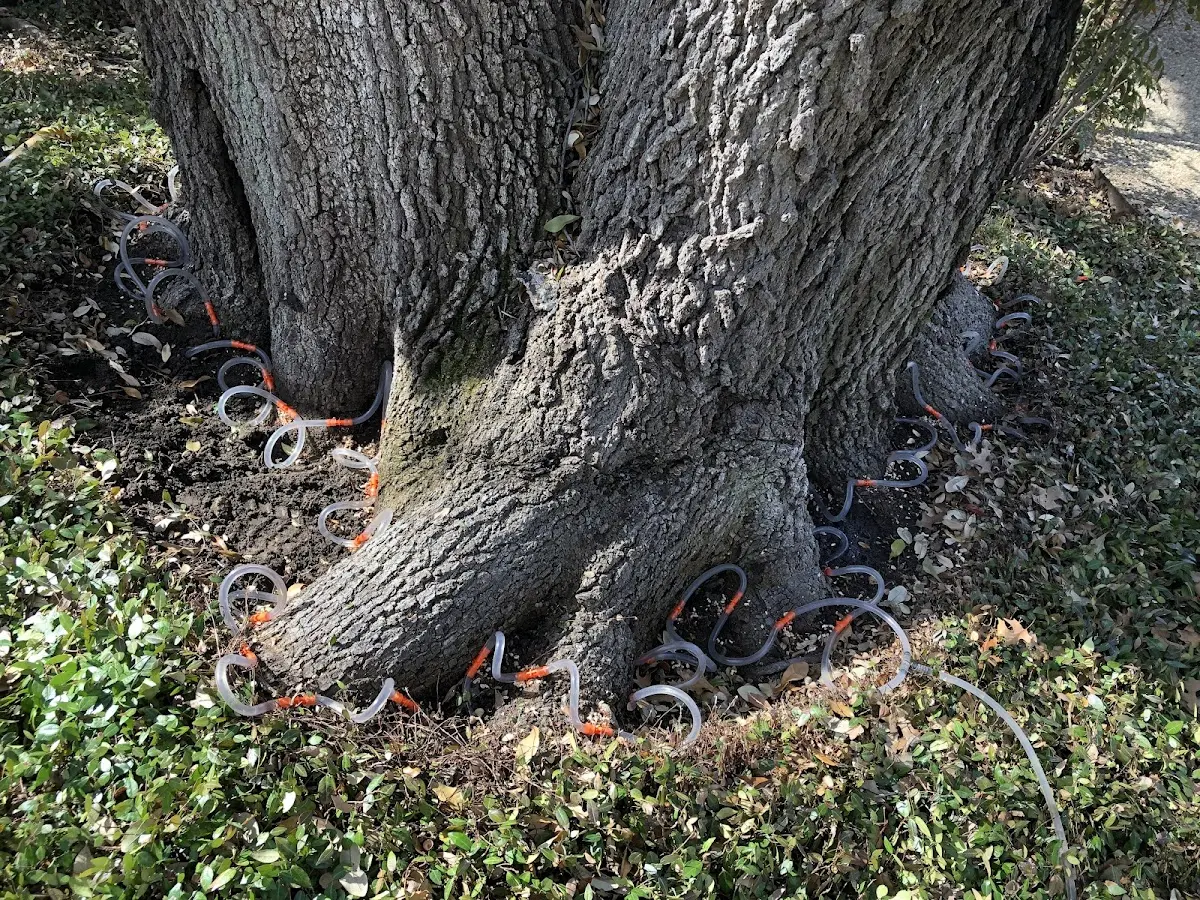 Detailed Tree Cabling and Bracing job site in Baileyville