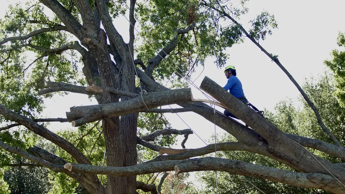 Professional Crown Thinning performed by certified arborists in Baileyville